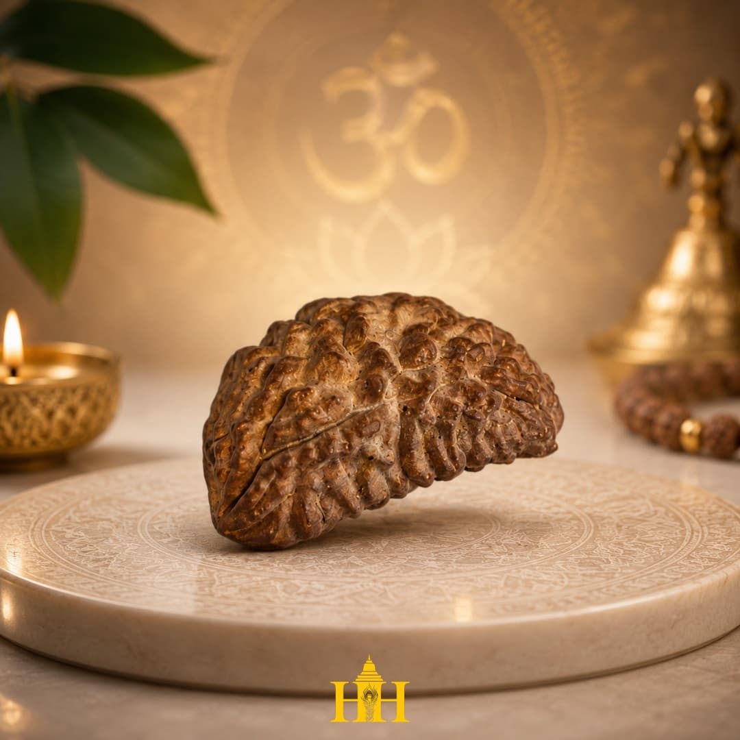 1 Mukhi Rudraksha Bead