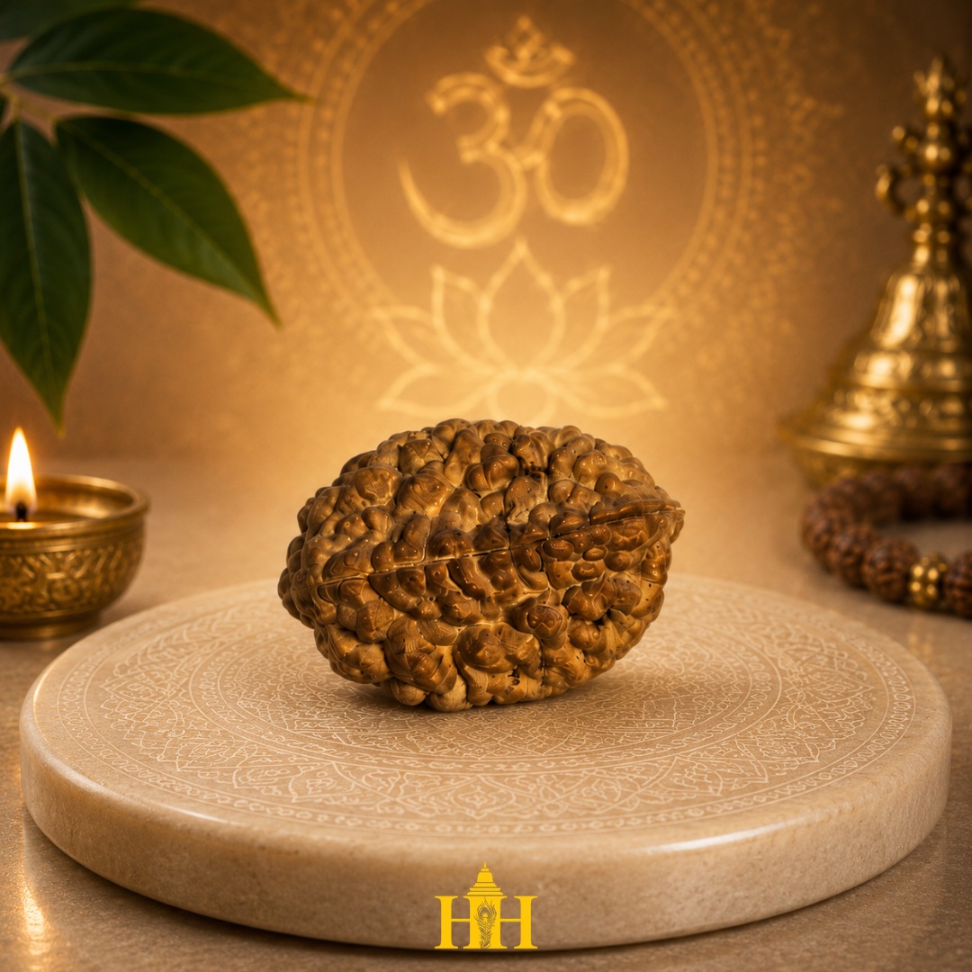 2 Mukhi Rudraksha Bead